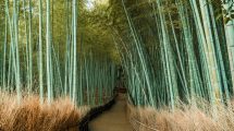 Photo Bamboo forest