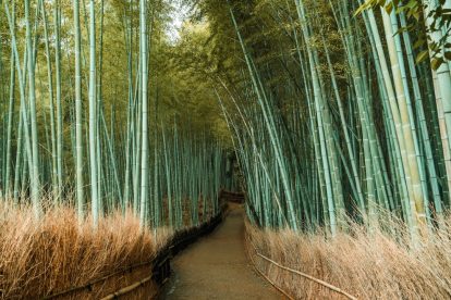 Photo Bamboo forest