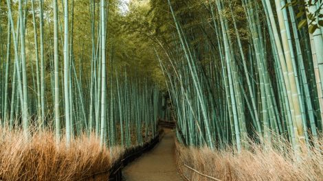 Photo Bamboo forest