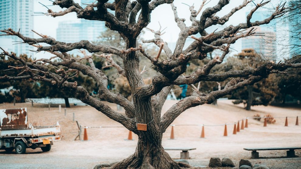 Photo Zen garden