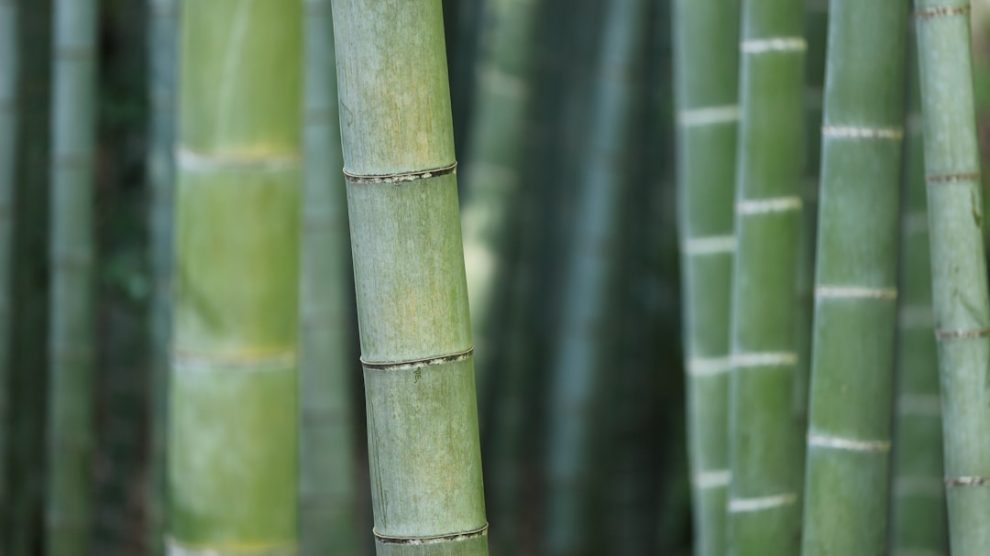 Photo Bamboo forest